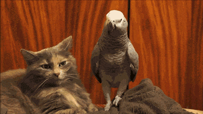 parrot-starting-on-cat-u-wot-mate-ill-bash-your-head-in-1386801742x.gif